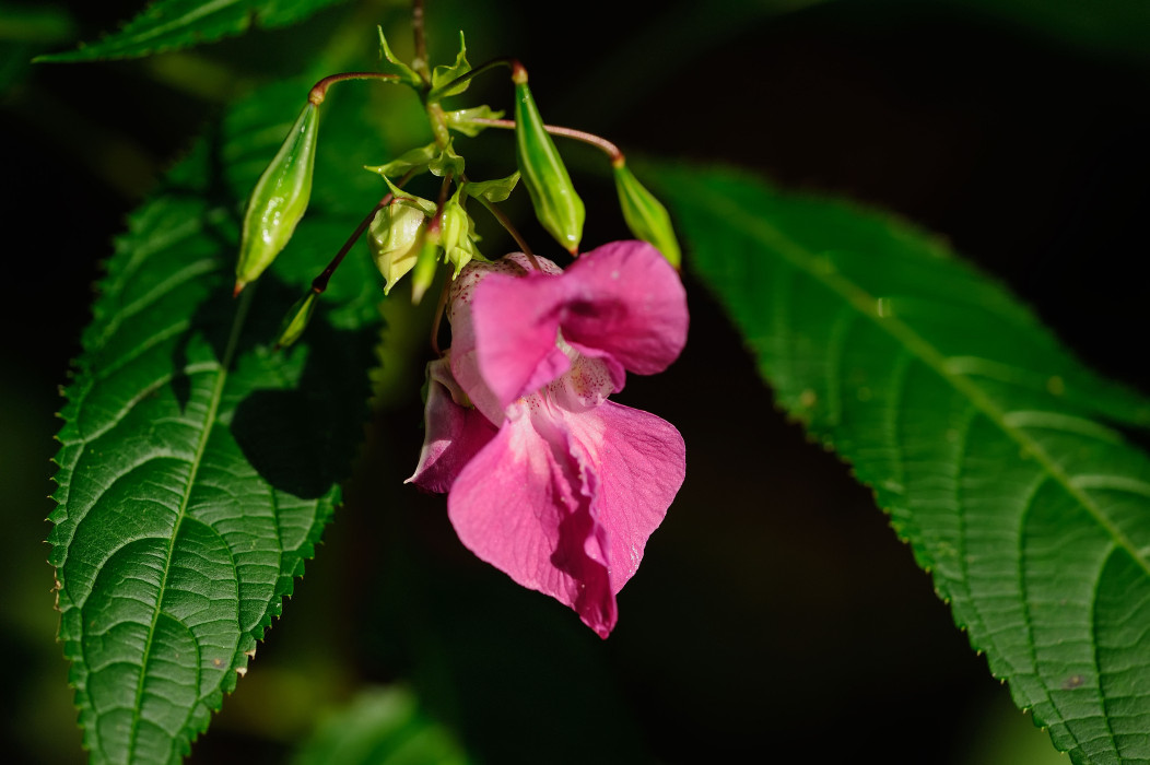 Drüsiges Springkraut