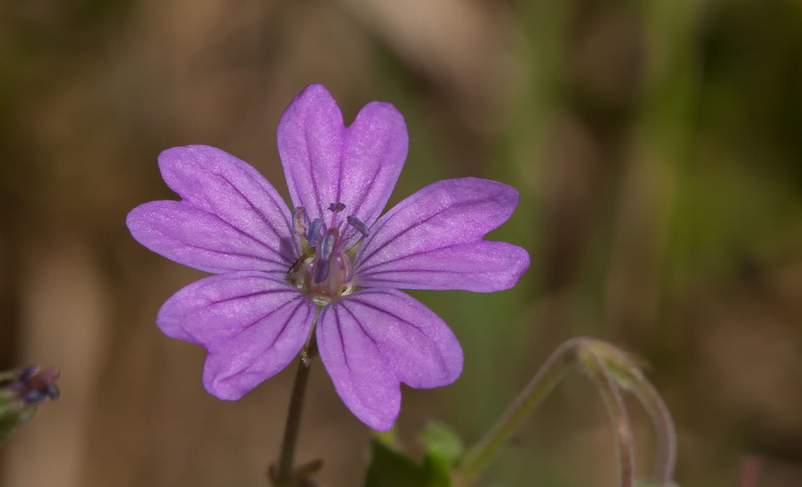 Pyrenäenstorchschnabel