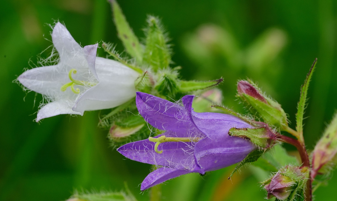 Gefranste Glockenblume