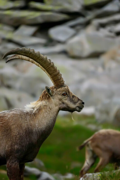 Steinbock