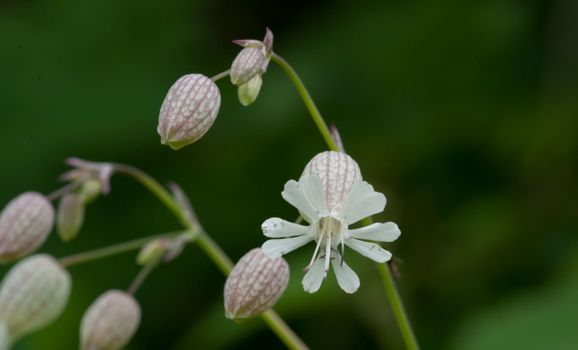 Taubenkropf Leinkraut
