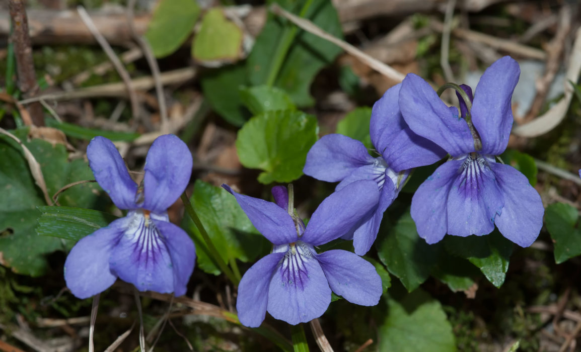 Wald Veilchen