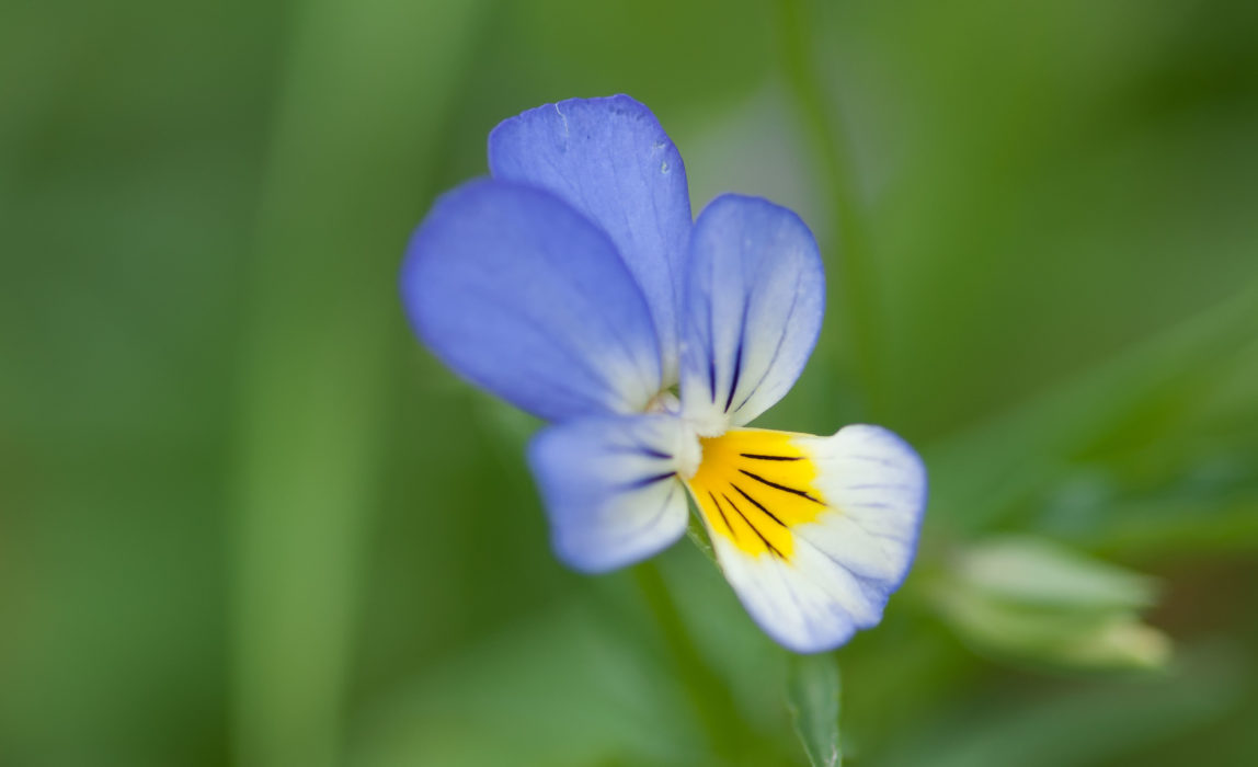 Wildes Stiefmütterchen