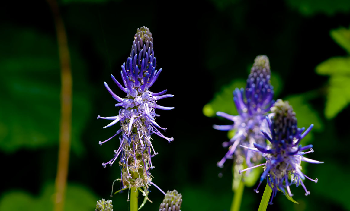 Schwarze Teufelskralle
