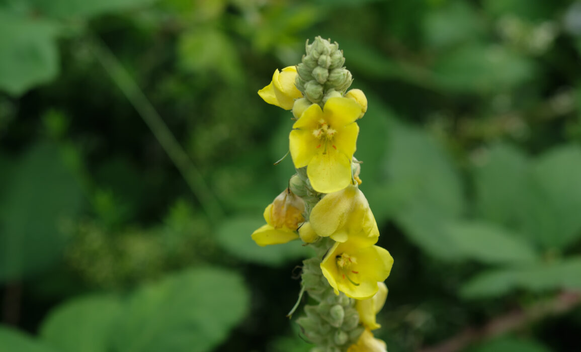 Großblütige Königskerze