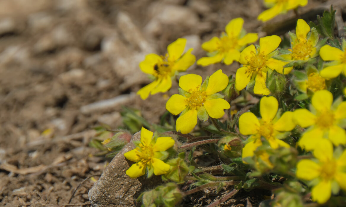 Frühlings-Fingerkraut