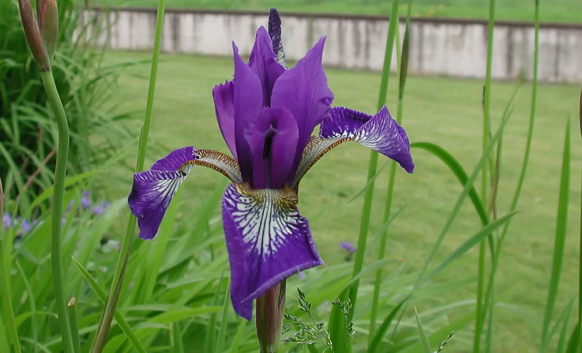 Sibirische Schwertlilie