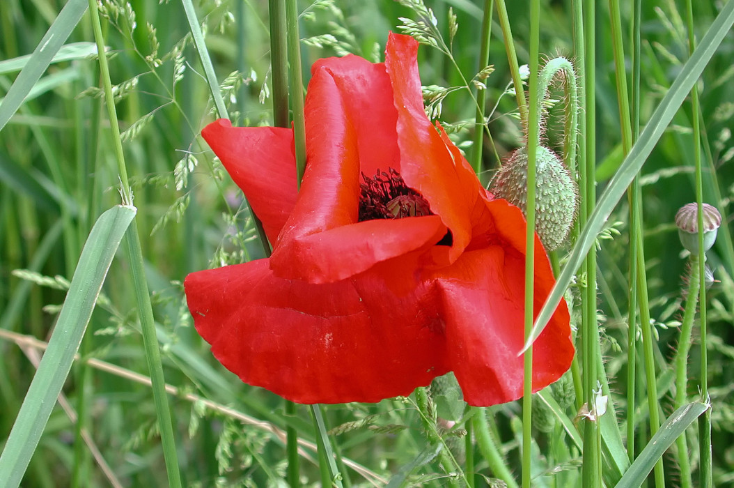 Klatschmohn