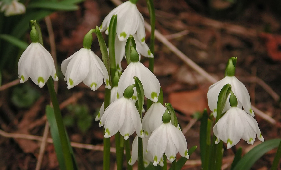 Märzenbecher (Frühlingsknotenblume)