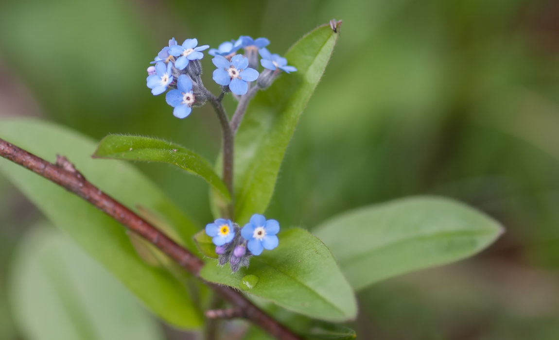 Vergissmeinnicht