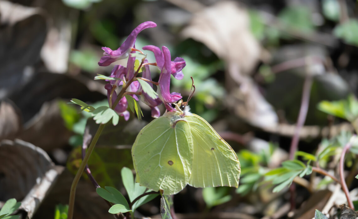 Gefingerter Lerchensporn