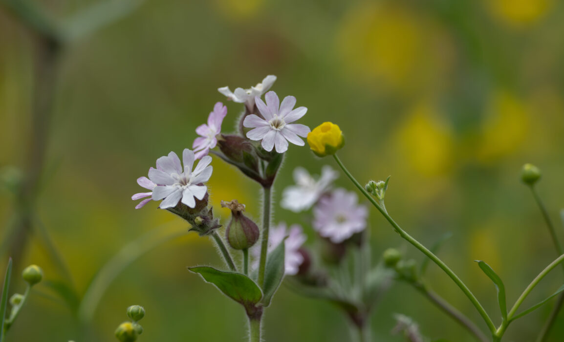 Breitblättrige Lichtnelke