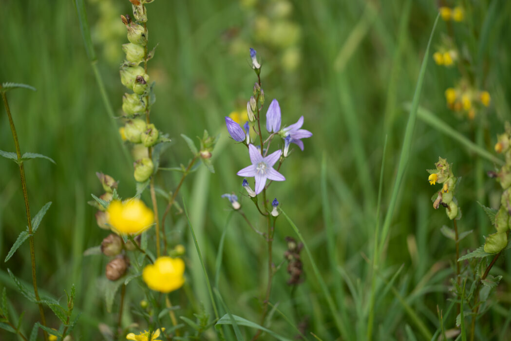 Rapunzel-Glockenblume