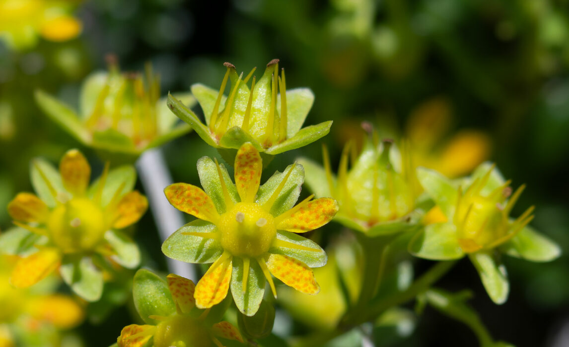 Fetthenne-Steinbrech