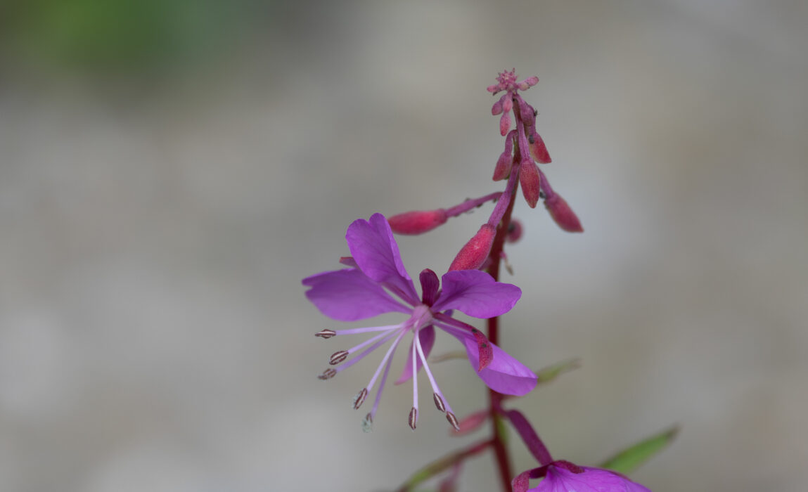 Schmablättriges Weidenröschen