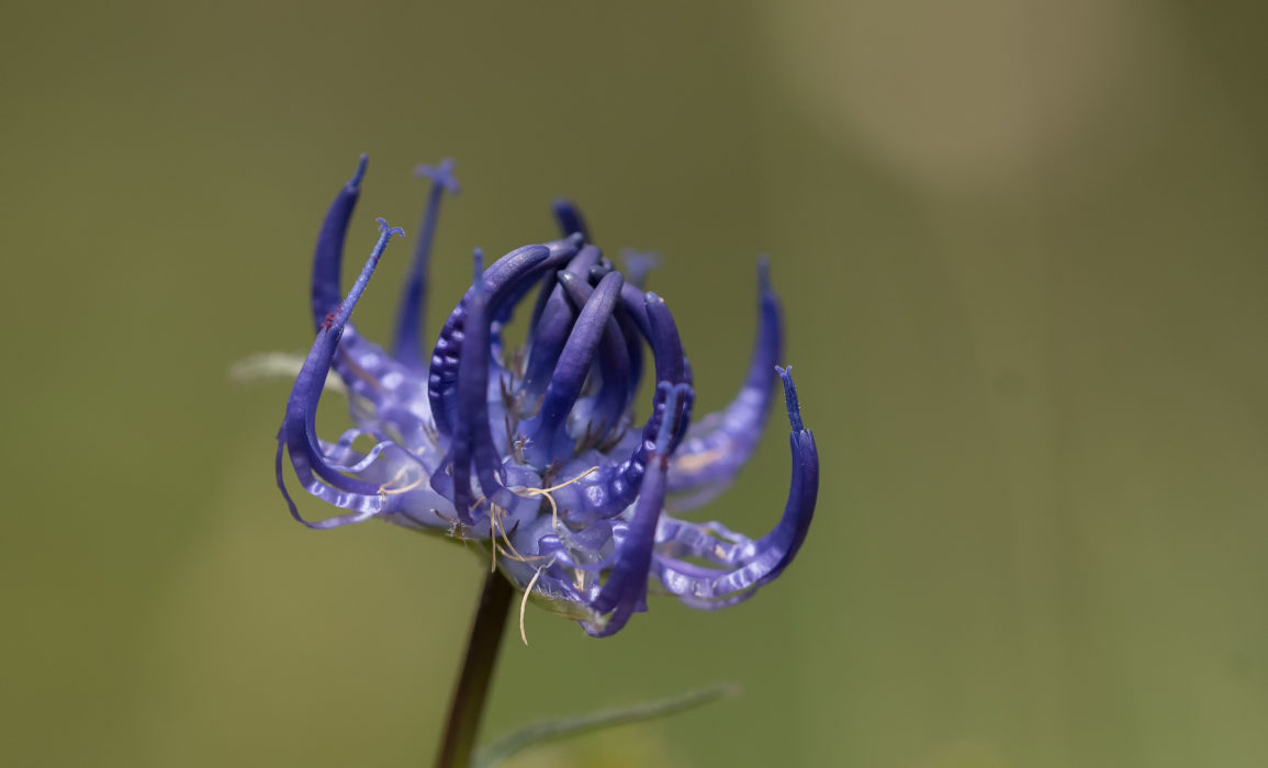 Kugelige Teufelskralle