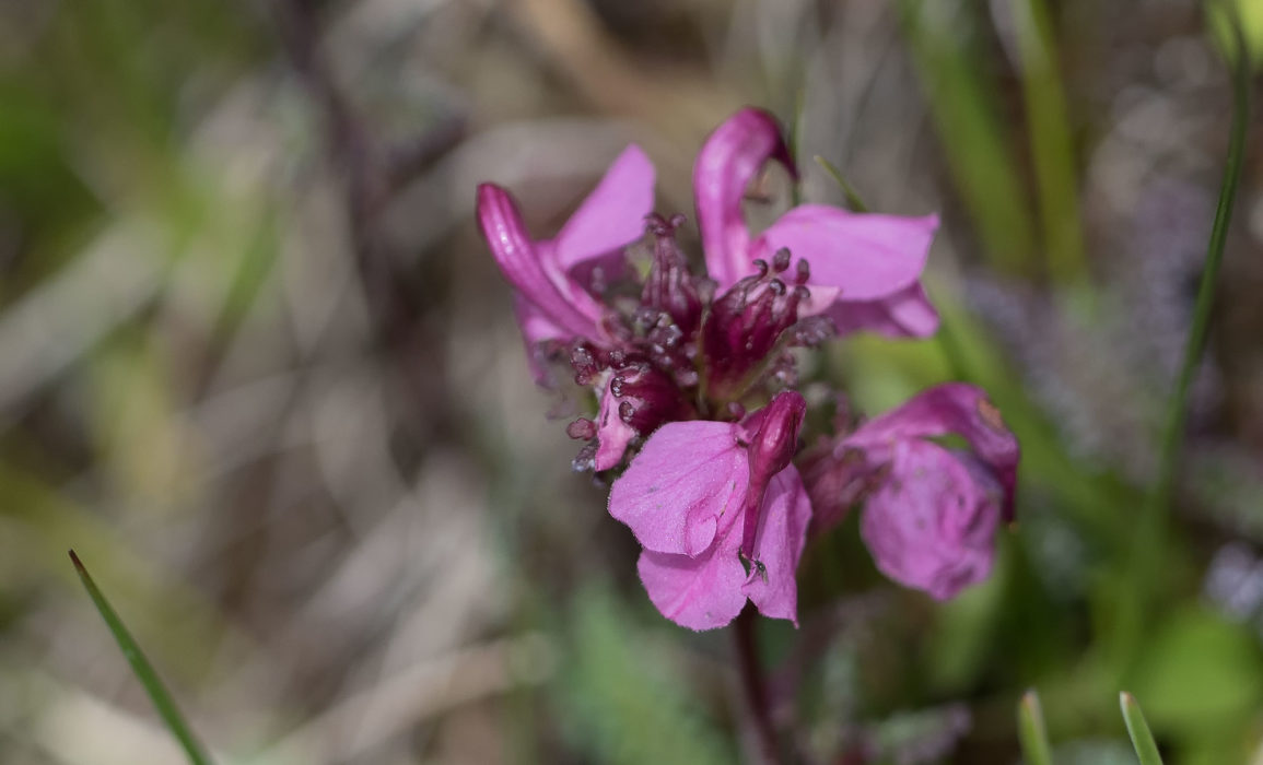 Kopfiges Läusekraut