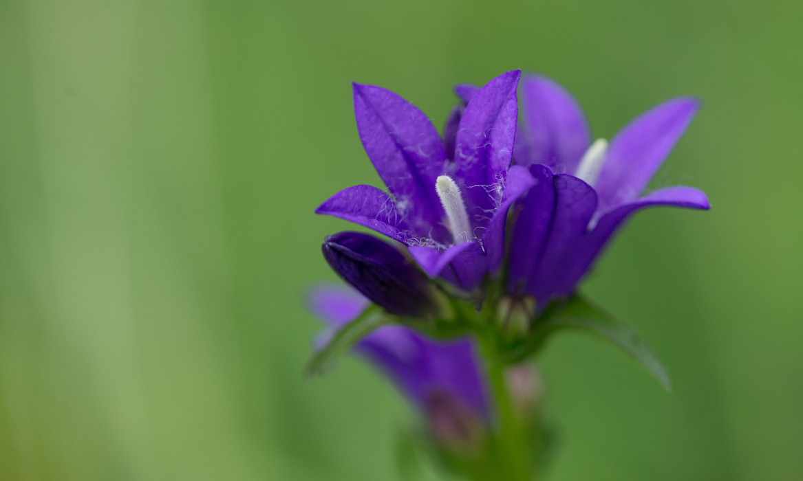 Knäuel Glockenblume