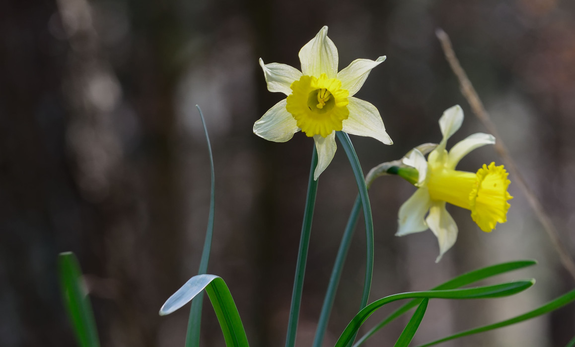 Narzisse
