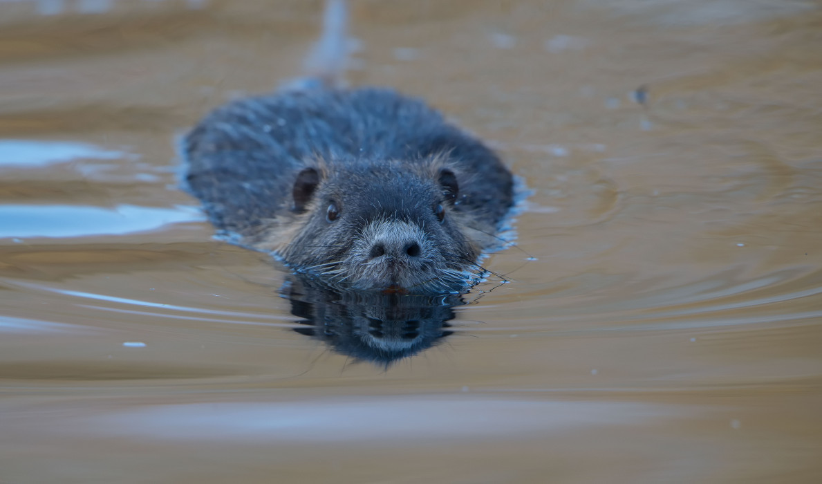 Nutria