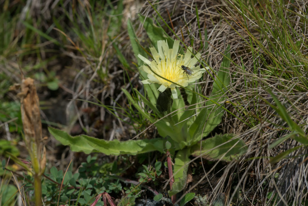 Endivienblättriges Habichtskraut