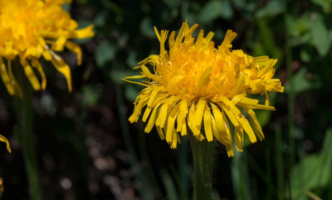 Einköpfiges Ferkelkraut