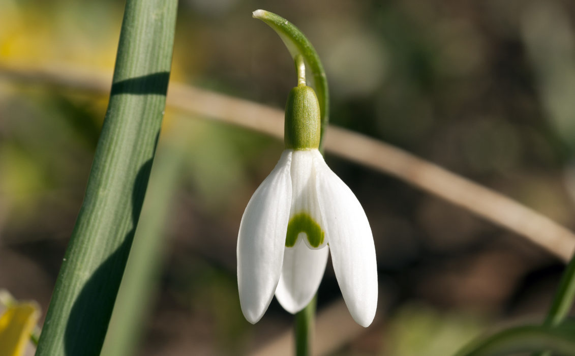 Schneeglöckchen