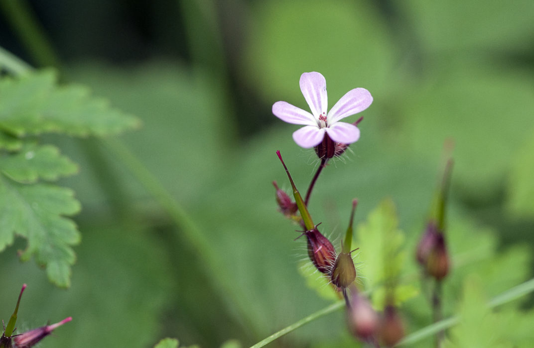 Stinkender Storchschnabel