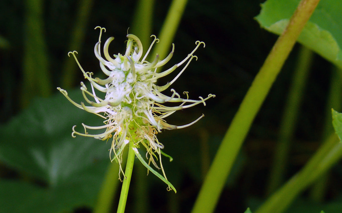 Ährige Teufelskralle